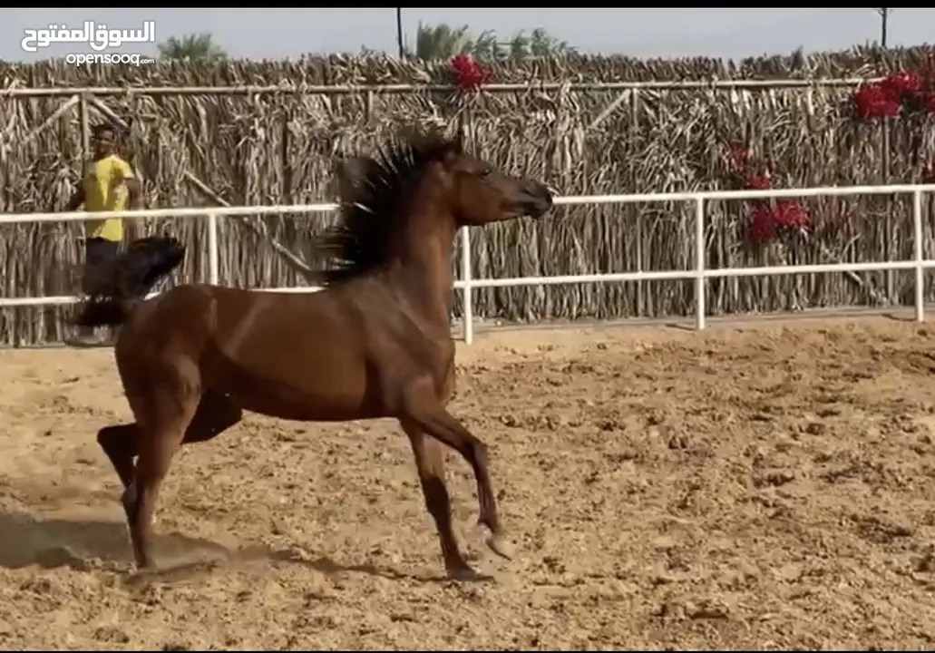 Arabic horse amazing