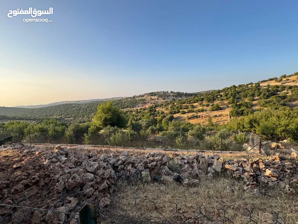 مزرعة في عجلون رأس منيف للبيع