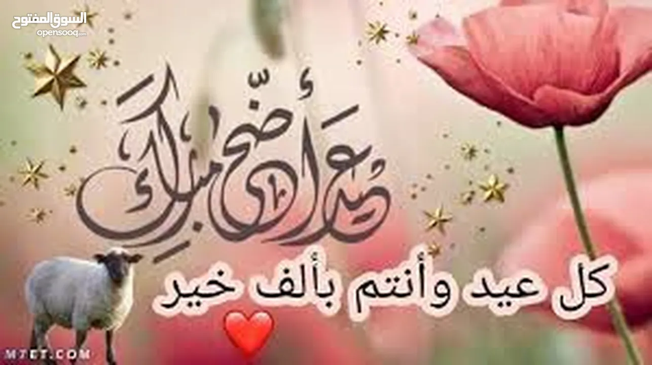 ارانب الماني للبيع موجودات بعمان