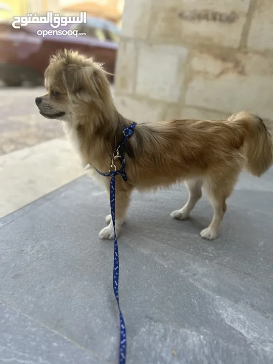 Pomchi male dog