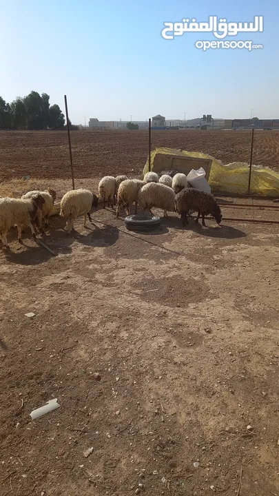 خرفان وعبر العدد 29 مسكرات لحم بالصلاه على النبي