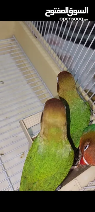 Two fully HandTamed LoveBird chicks