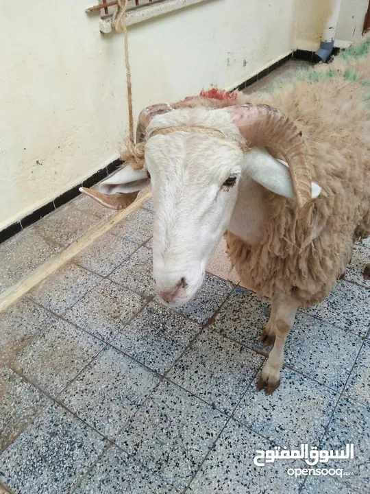 بسم الله الرحمن الرحيم ((كل عام وانتم بالف خير))