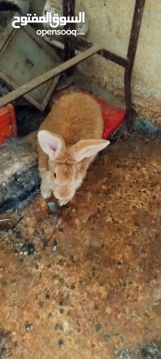 ارانب بسعر مغري