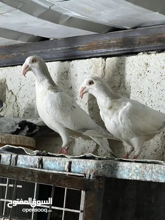فراخ للبيع