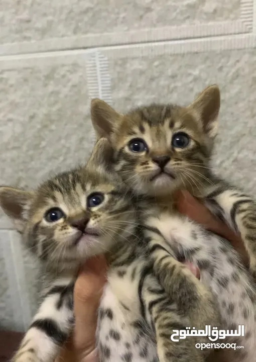 قطط صغيرة / kittens