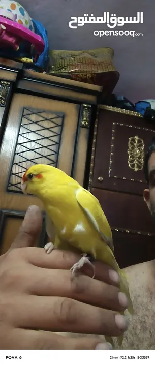 ببغاء كرياكي