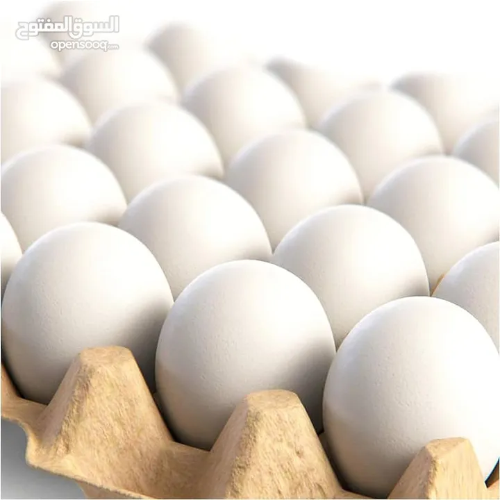 Available fresh cow milk and omani eggs