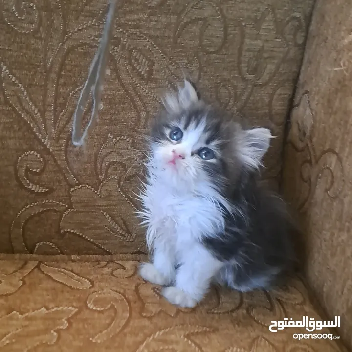 تواصل واتساب " قطط بيرشن وهملايا "