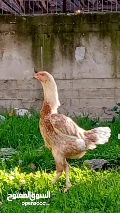 بيض  لتفقيس سعر لبيضه على 30شيكل