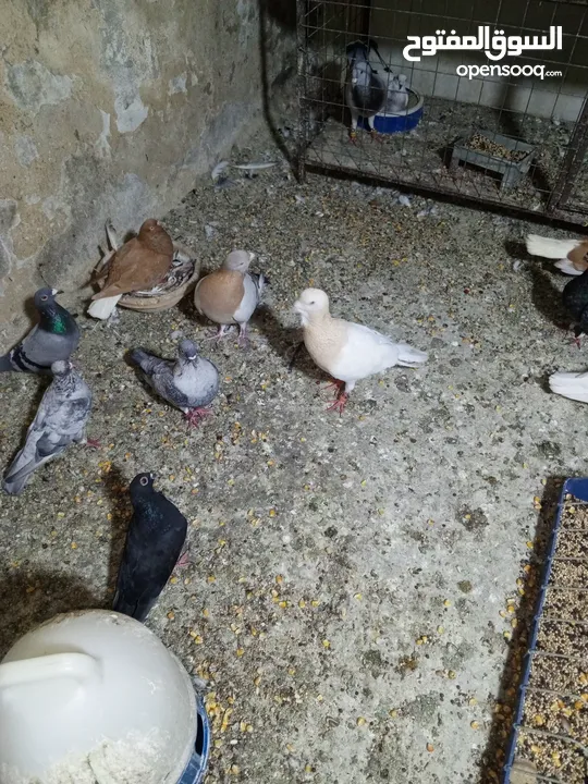 حمام زق شي فاخر من الاخر جواز كل جوز بسعره وفي فراخ  جواز مكفوله
