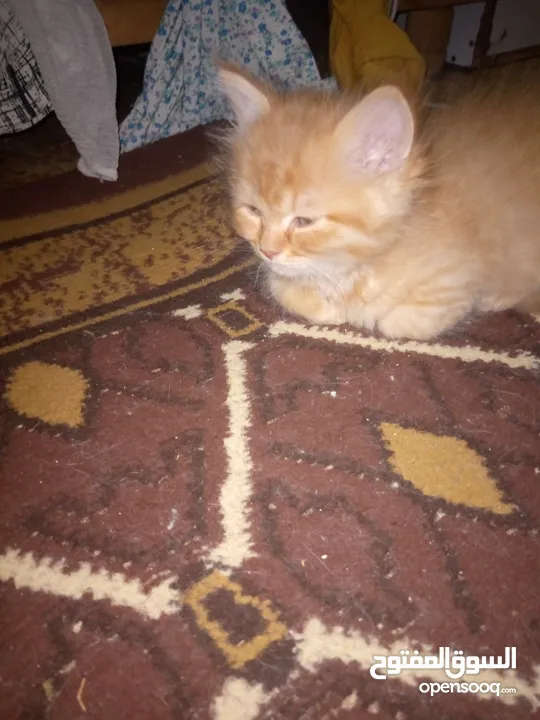 قطط للبيع  سكوتش فولد