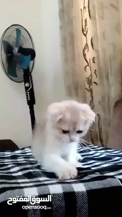 ذكر جولدن cy12من عائله مسجله ومستورده