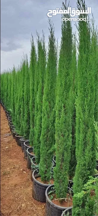 مشاتل الريان الزراعية إنتاج وبيع جميع انواع الاشجار المثمره والزينه