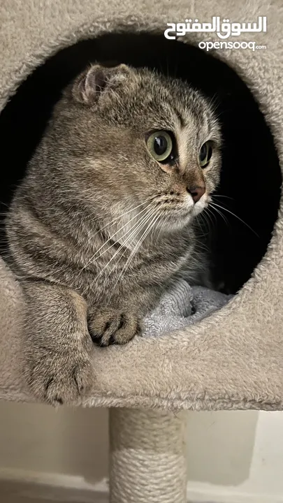 Scottish Fold cat