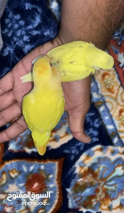 African Love bird one month old baby’s Cocktail breeding pair and budgies available