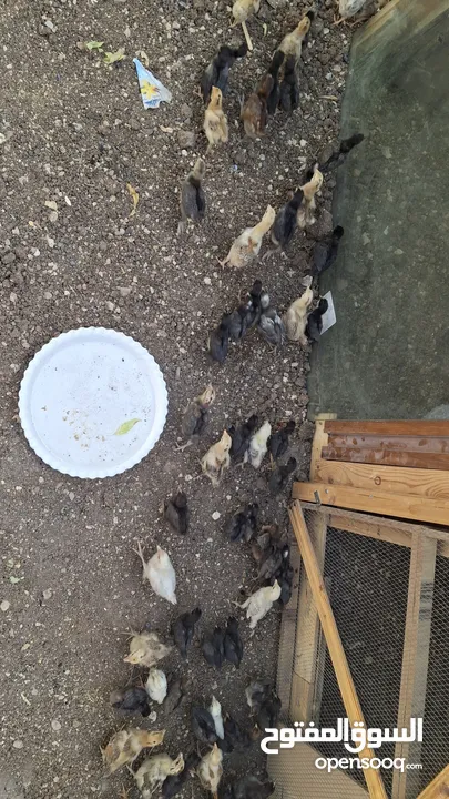 صوووص بلدي