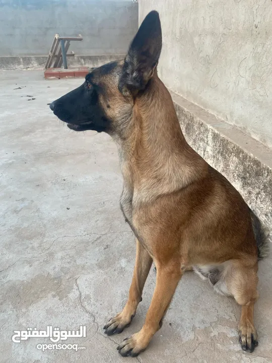 femelle malinois