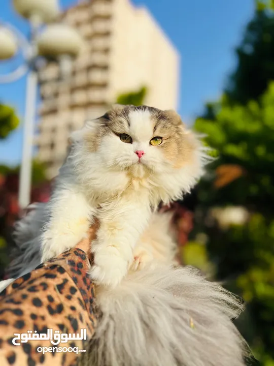 gourguis Scottish fold girl registered parents