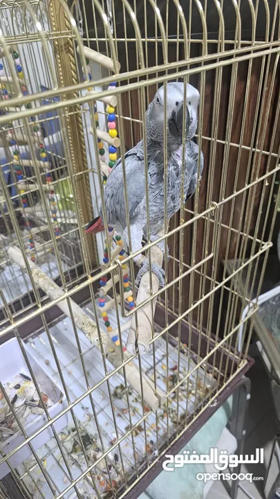 Casco  parrot 4 year old talkative  with cage abudhabi alshamikha