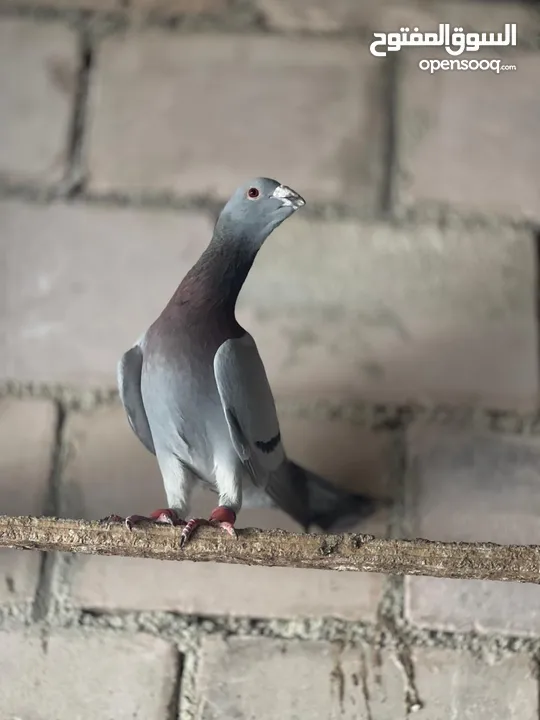 شوية حمامات نخب بسعر حرق جواز وحبات