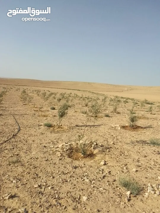 عشره دنمات للبيع