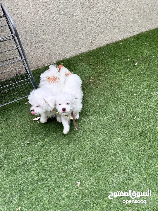 Maltese dogs- Male and Female 3 months old.. vaccinated and medicated already..