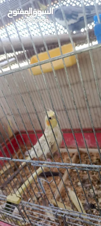 جوز جنه جوز حب جوز كنار جوز كوكتيل  (اقرا الوصف ضروري)