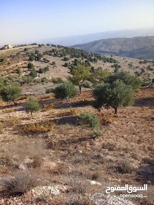 قطعة مزروعة بالكامل مخدومة