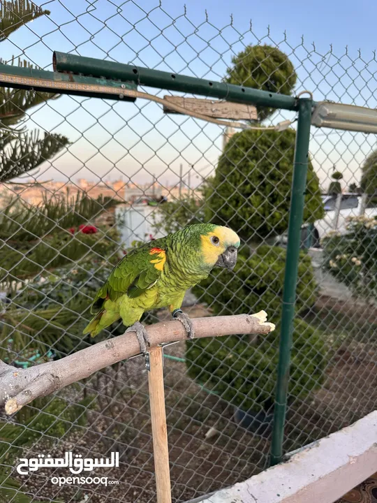 للبيع بلو فرنتد جاكو متكلم
