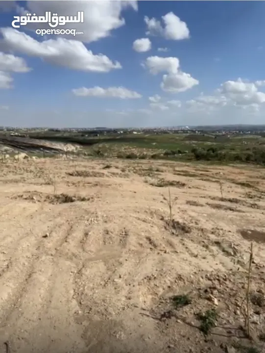 مزرعة زيتون ولوزيات