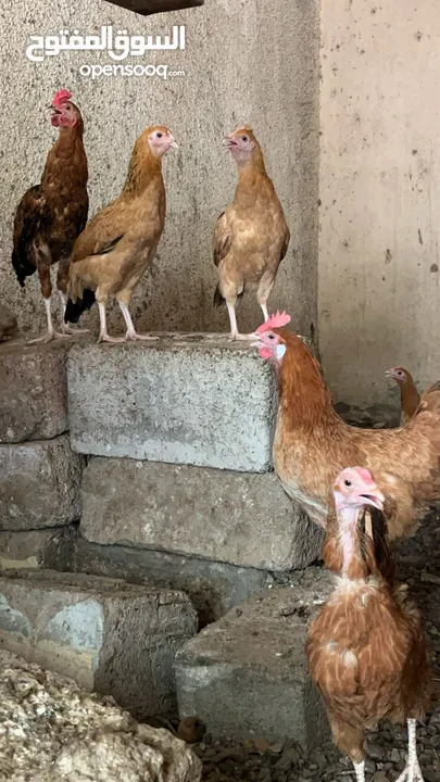 دجاج بياض للبيع