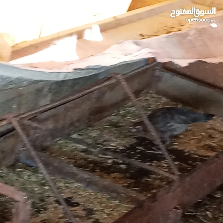 فراخ للبيع السلط