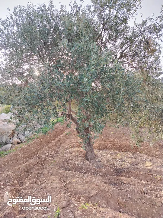 مزرعة زيتون ملوكية اطلالة ع الغرب و جبال فلسطين ع ثلاث شوراع قرب شارع الستين ثغرة السلطان