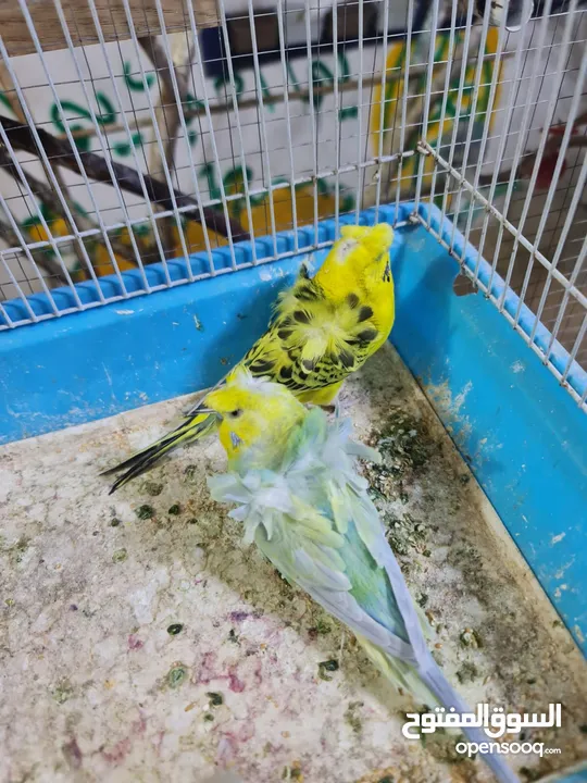 مجموعة طيور جواز كلها شغاله أن شاء الله