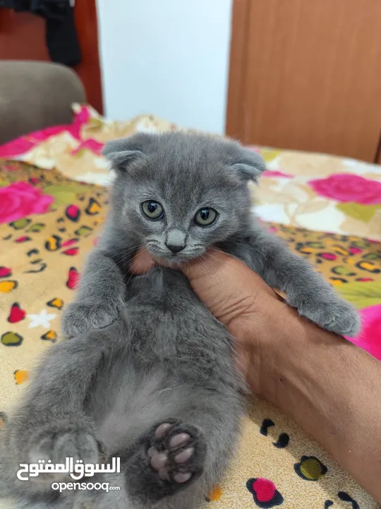 Male Scottish Fold KITTENS  are Very Loving and Playful Kittens for Rehoming