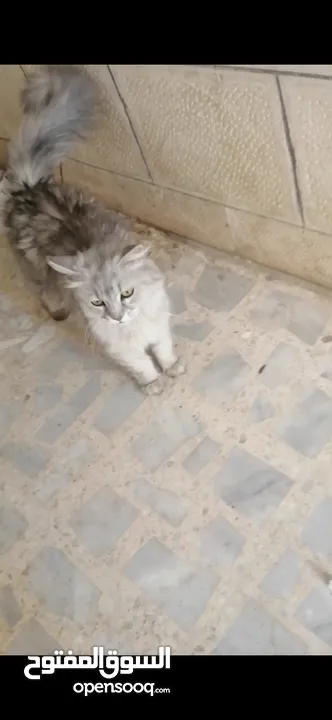 قطه جميله جدا  في الزرقاد