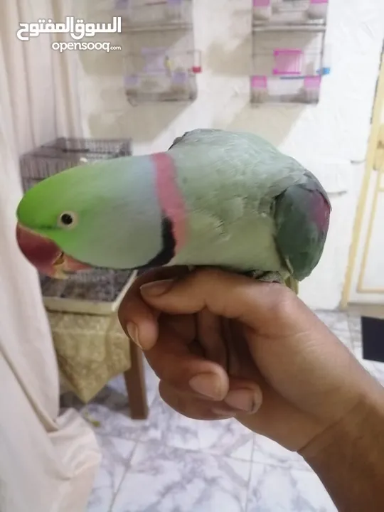 فحل كاسندرا طوق كامل أليف 100%