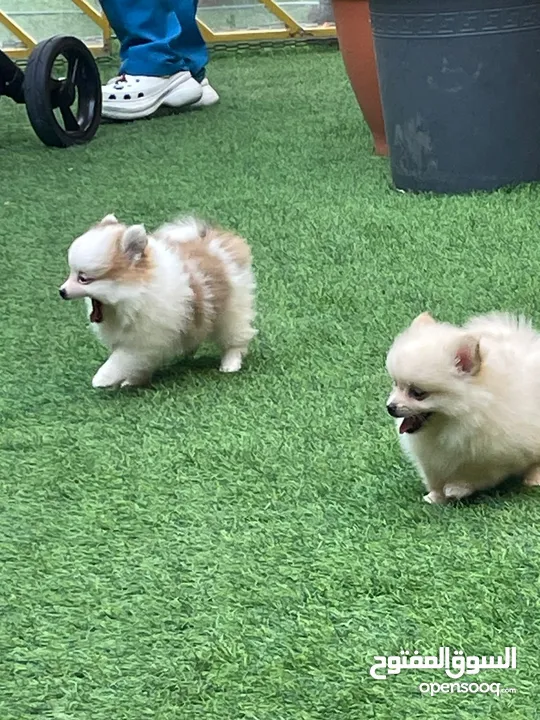 pomeranian dogs male and female 2 month old