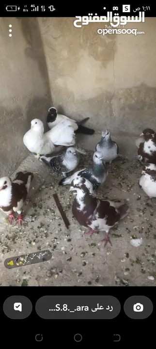 حمام للببع