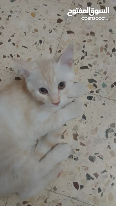 بسھ لونھا اشقر من بسھ شيرازي