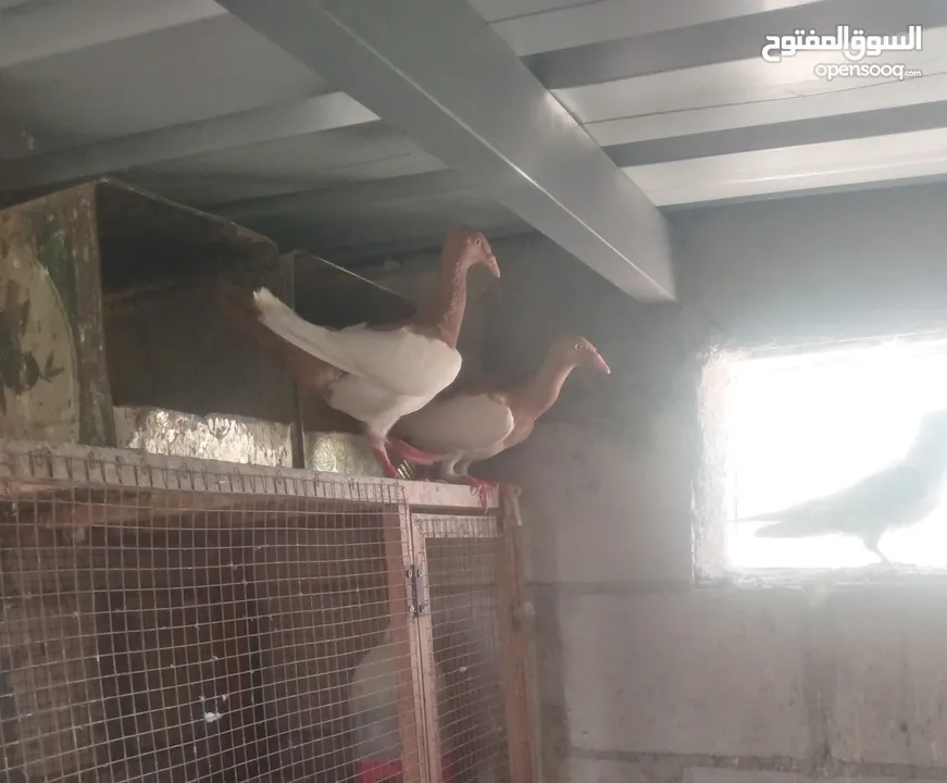 نخب جوزين مكابي وغولدن