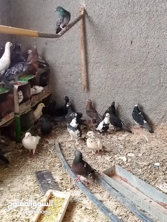 حمام بلدي شغال مية بالمية