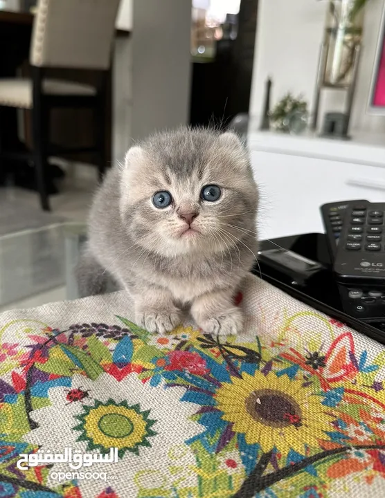 American curl golden and silver