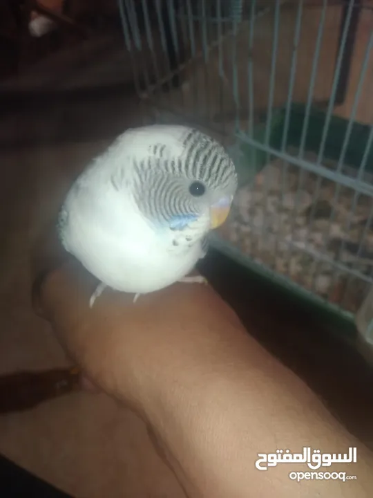 عصافير حب بادجي 2 مع القفص