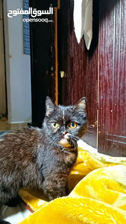 Tortie cat for adoption
