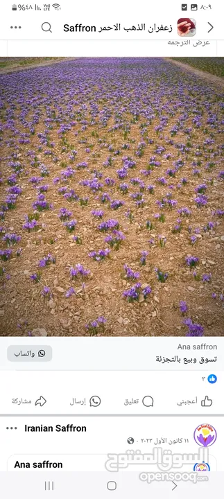 الزعفران الإيراني الذهب الاحمر  للبيع
