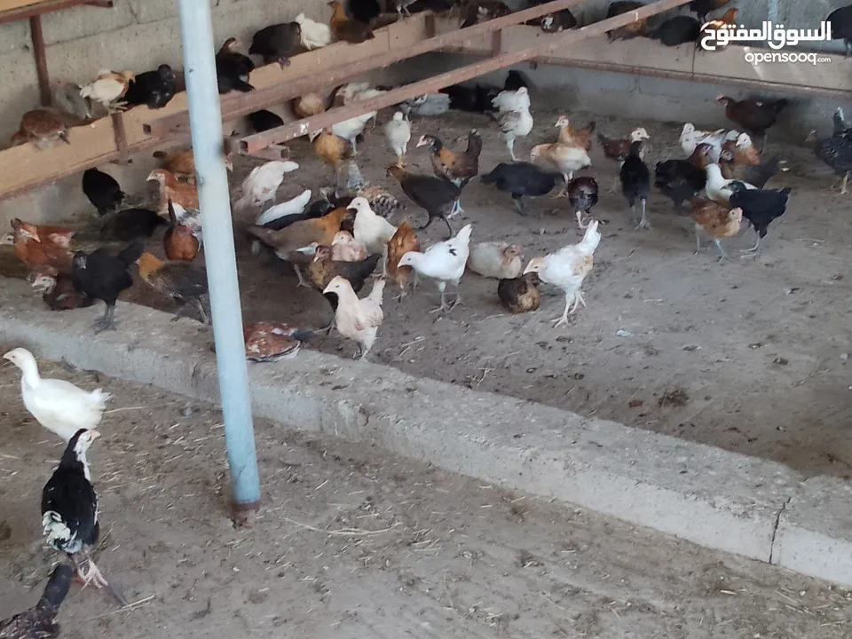 دجاج عماني للبيع : دجاج : الداخلية ازكي (234544898)