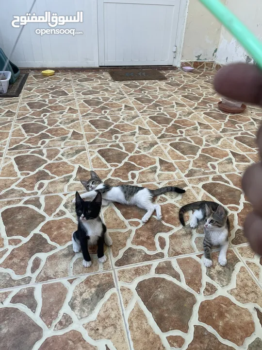 4 kittens Free
