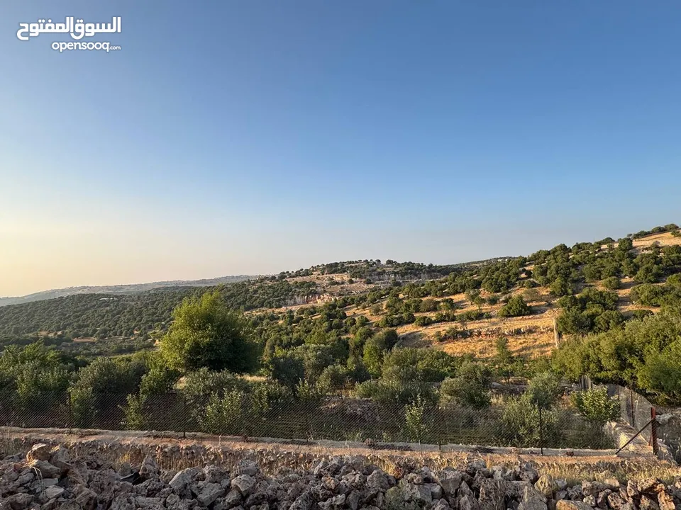 مزرعة في عجلون رأس منيف للبيع